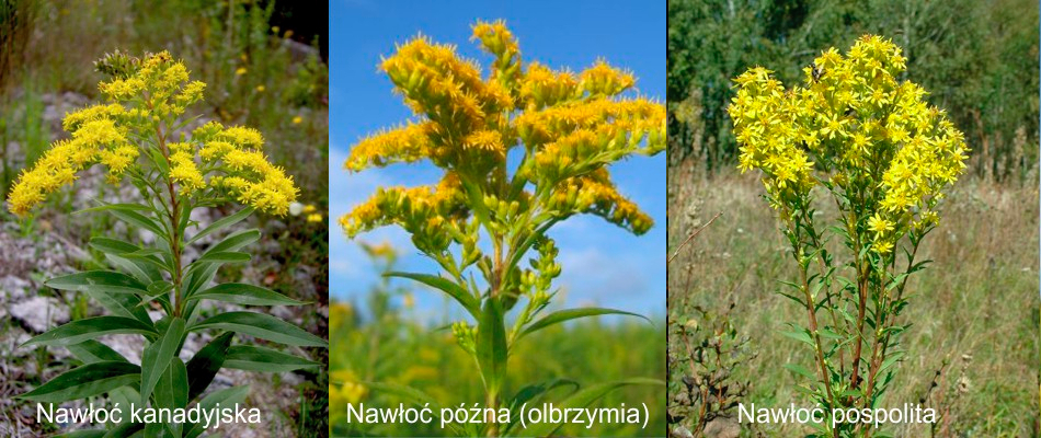 nawloc porowanie
