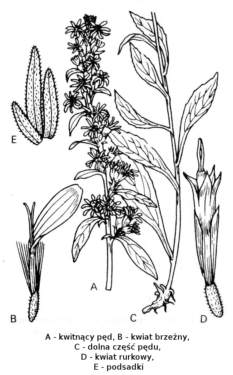 nawloc pospolita